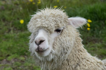 Alpaca grazes on the territory Inca prehistoric ruins in Chucuito near Puno, Titicaca lake area. Peru