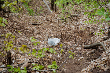 A plastic bag with garbage was thrown into the forest, a bag of waste lies on the ground, pollution of the city park, deliberate destruction of nature,