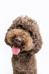 Portrait cute brown poodle dog looking at camera. Isolated on white background