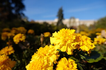 Yellow flowers in the spring, last beauty, urban environment with flowers, gardens in city towns, gardening countryside