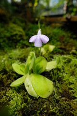 Butterwort &ndash; carnivorous plant