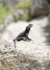 Black agama
