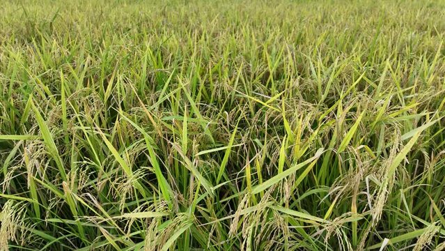 rice field - Peddy Plant