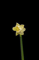 Spring flower daffodils or narcissus blooming on black background.