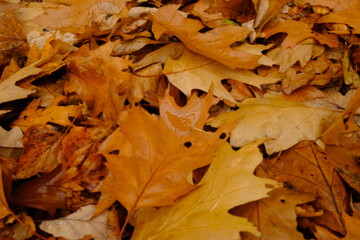 Autumn leaves and reflection