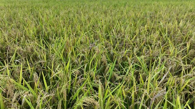 Peddy Feild in Bangladesh