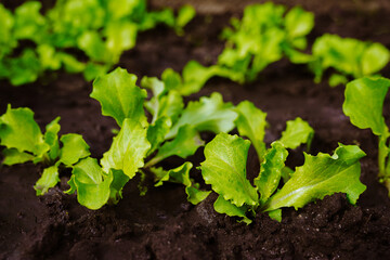 Lettuce leaves grow in the ground. Agriculture
