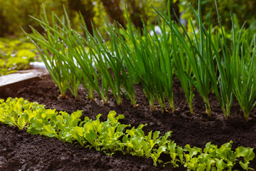 Young lettuce leaves grow in the garden against the background of green onions