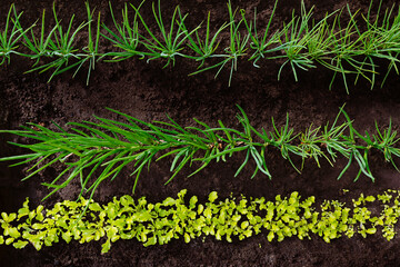 Lettuce leaves and green onions grow in the garden. Farming and agriculture