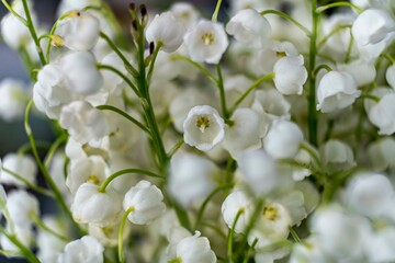 Fototapeta premium Beautiful flower Convallaria majalis close-up