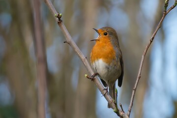 Close up of Singing Robin on a Branch