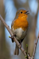 Close up of Singing Robin on a Branch