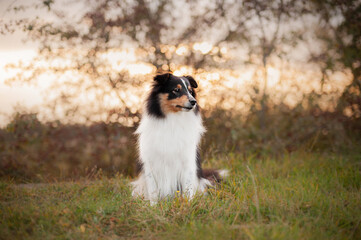 Dog at sunset