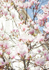 Blooming white tulip magnolia flowers on a spring sunny day.