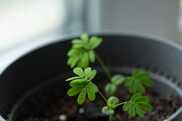 Gardening at home. Pot mimosa leaves close. sensitive plant leaves. Houseplants