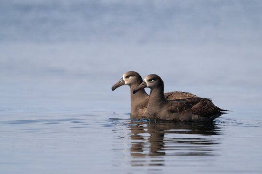 A pair of black-footed albatrosses float on a calm sea near Grays Canyon 40 miles off the Washington coast.