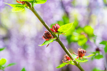 クロバナロウバイの花