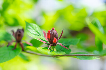 クロバナロウバイの花