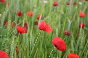 champs de coquelicots