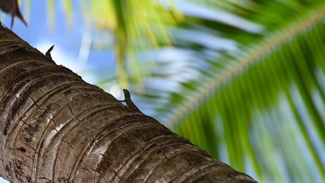 Dominican geckos inflate their pouches in their natural environment