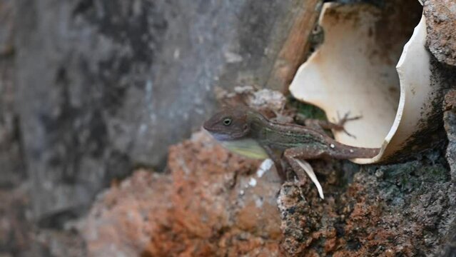 Dominican geckos inflate their pouches in their natural environment