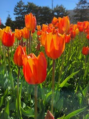 Fototapeta premium Orange tulips in the garden