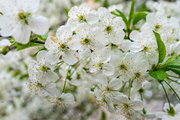 Fototapeta premium abundant white flowers on a fruit tree pear