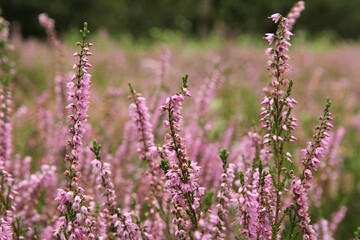 Obraz premium heather with branches of purple flowers in a forest closeup in september