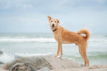 Dog on the sea