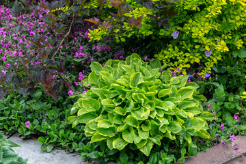 Lush hosta on a flower bed in the park. Landscaping, perennial plants.