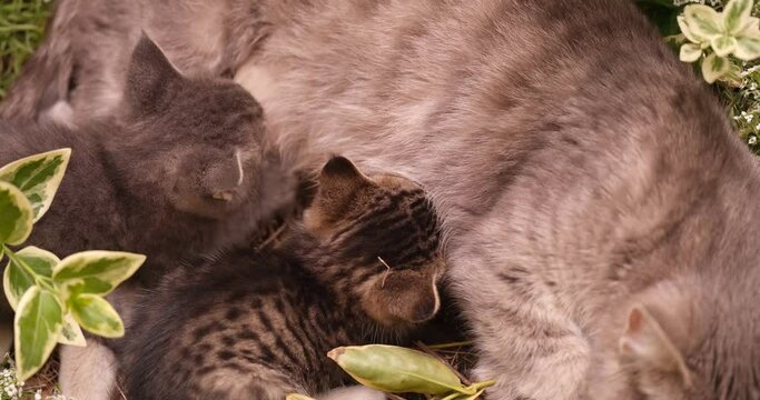 Gray cat feeding her little cubs with milk 4k movie