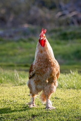 Beautiful Rooster standing on the grass in blurred nature green background.rooster going to crow..