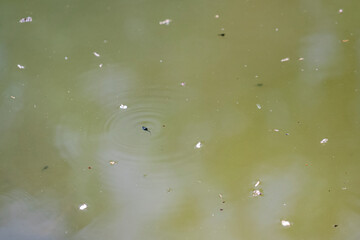 Selective focus shot of tadpoles swimming in pond.