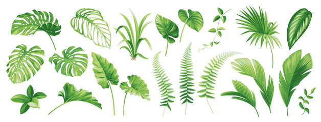 Tropical leaves collection. Hawaiian plants set. Botanical illustration. Vector elements isolated on a white background.  © Anna Sm