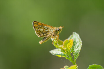 Chequered skipper (Carterocephalus  palaemon) rests on a twig.