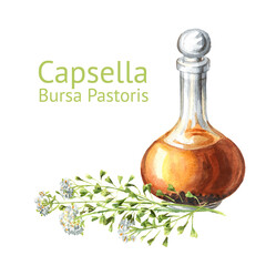 Medicinal plant Shepherd's bag or Capsella bursa pastoris tincture bottle. Hand  drawn watercolor  illustration, isolated on white background