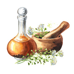 Medicinal plant Shepherd's bag or Capsella bursa pastoris with mortar and homemade tincture. Hand  drawn watercolor  illustration isolated on white background - obrazy, fototapety, plakaty