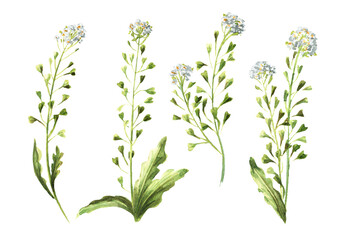 Field flowers, medicinal plant, Blooming shepherd's bag or Capsella bursa pastoris set. Hand  drawn watercolor  illustration, isolated on white background