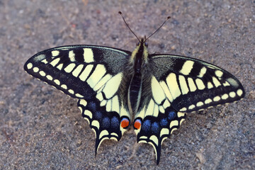 Fototapeta na wymiar Swallowtail butterfly (Papilio machaon) is a day butterfly from the family of sailboats or cavaliers (Papilionidae).