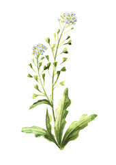 Field flowers, medicinal plant, Blooming shepherd's bag or Capsella bursa pastoris. Hand  drawn watercolor  illustration isolated on white background