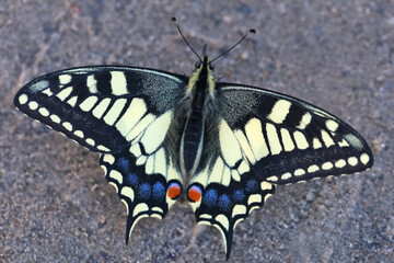 Swallowtail butterfly (Papilio machaon) is a day butterfly from the family of sailboats or cavaliers (Papilionidae).