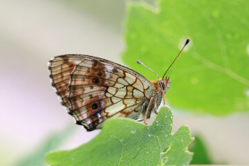 A butterfly  (Argynnis) sits on a tree leaf covered with morning dew drops.