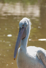 pelican on the water