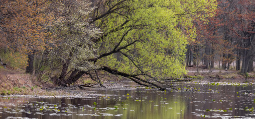 Trees with spring bloom by the lake shore in Michigan, selective focus.