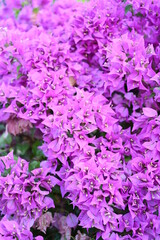 Paperflower, Trillingblomma (Bougainvillea glabra),Bougainvillea, Glabra, Spectabilis, Drillingsblume, Kletterpflanze
