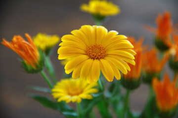 yellow flower