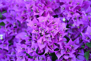 Paperflower, Trillingblomma (Bougainvillea glabra),Bougainvillea, Glabra, Spectabilis, Drillingsblume, Kletterpflanze

