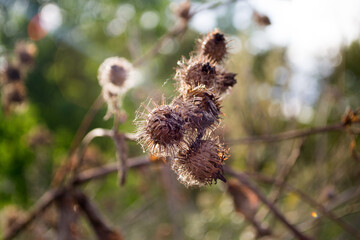 dry burdock entangled in a thin cobweb in the sun
