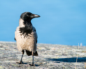 Hooded Crow is standing on a cliff