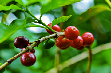 Bagas de café brasileiro